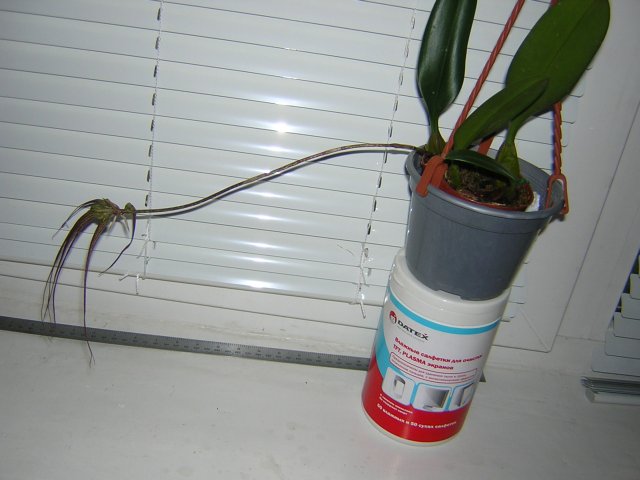 23 см цветонос