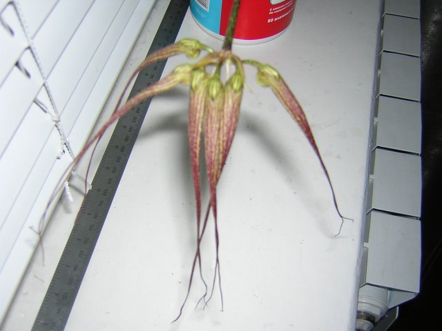 13 см бутоны