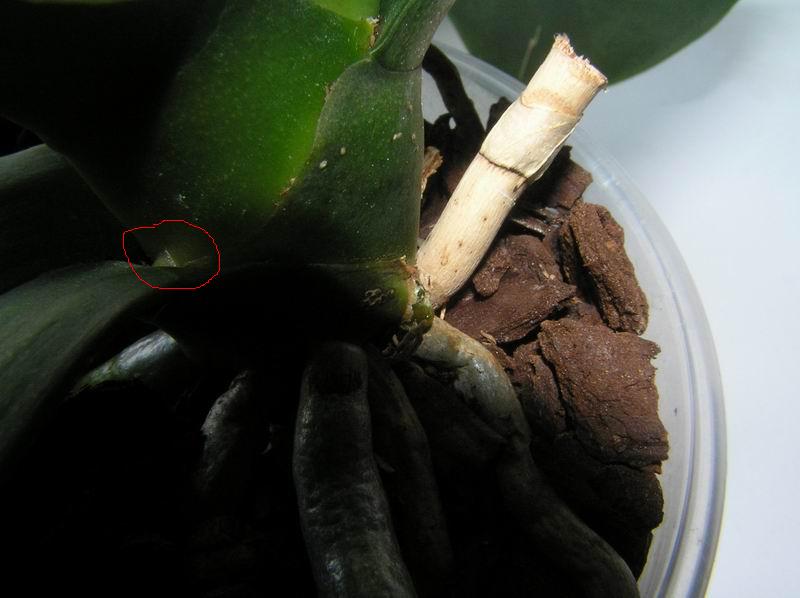 размера PA231950.JPG