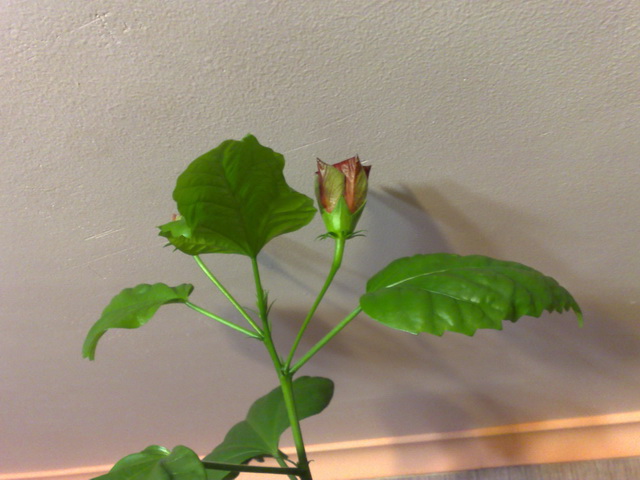 И верхняя ветка. Кстати до пололка осталось меньше 1 см :)