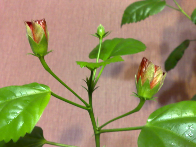 А это его цветочки