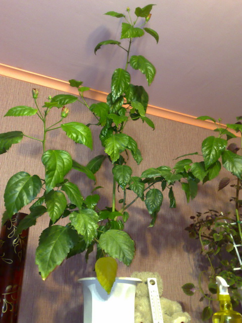 Это он крупным планом