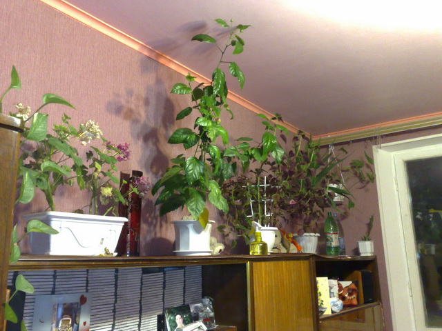 Вот куда перекочевали на зиму растения. Среди них по центру встал самый главный чувак - гибискус, собирающийся цвести! :)