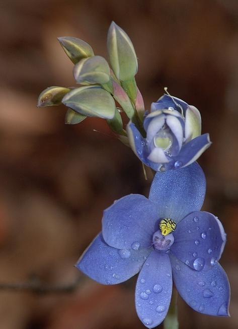 Thelymitra crinita.jpg