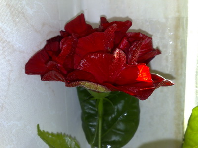 Конец октября 2008, второй заход цветения..