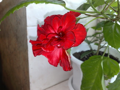 Цветами все любовались!