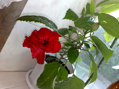 Бутоны больше чем он сам..