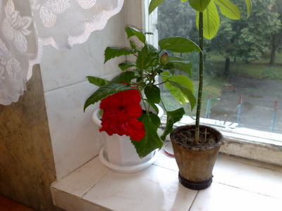 Август 2008. Горшок великоват, знаю :)