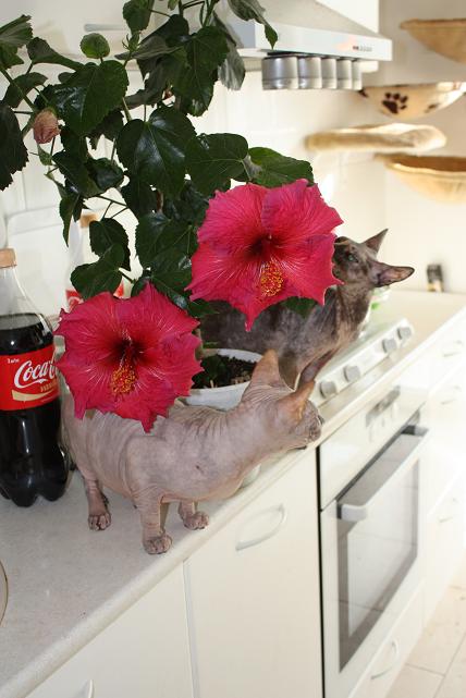 с кисками.jpg