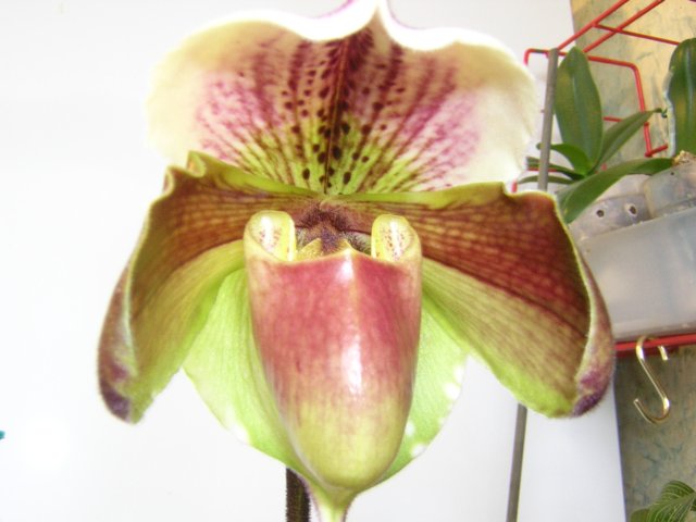 Только открывается