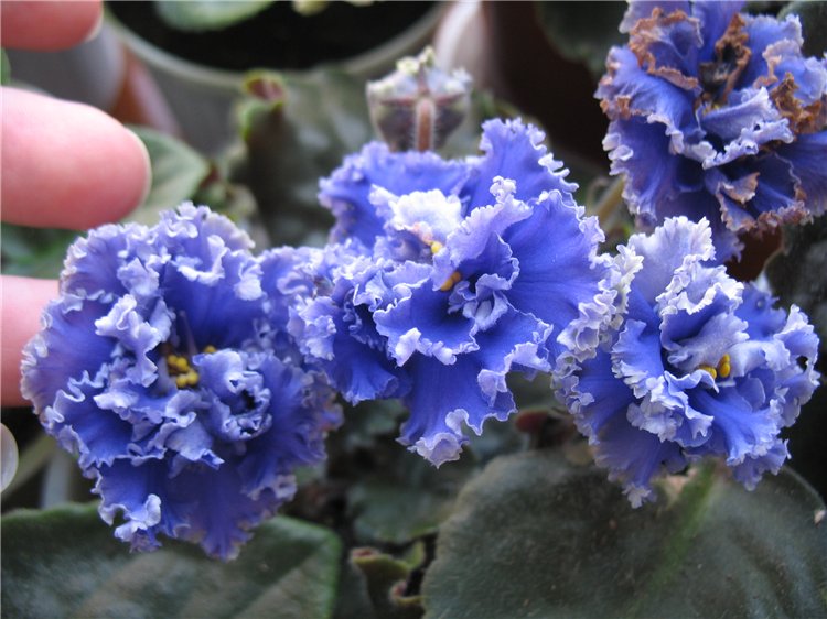 Извеняюсь за вид цветочка на заднем плане