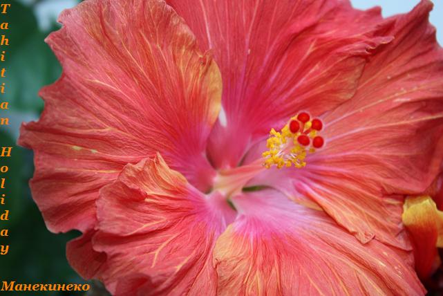 Tahitian Holiday 281009.jpg