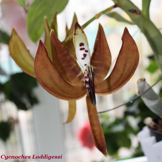 Cycnoches Loddigessi.jpg