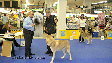 а эти собаки поразили нас всех особенно. это чешская собака-волк. и действительно, от волка не отличишь :()
