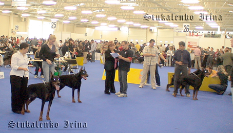 а это уже наш день...<br />ринг черный доберманов - кобелей.