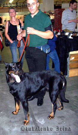 впервые увидела собак, которые стали основой для выведения моих обожаемых доберманов...