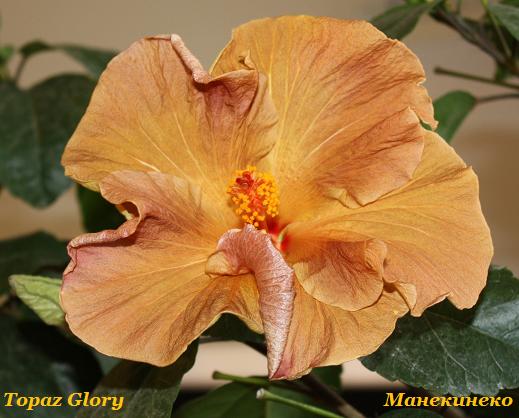 Topaz Glory   281009.jpg