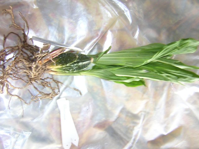 Lyc.Schonsh Harmony x Ltc.Aubum  с 2-я молодыми ростами