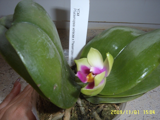 орхидей(Киев) 004.jpg