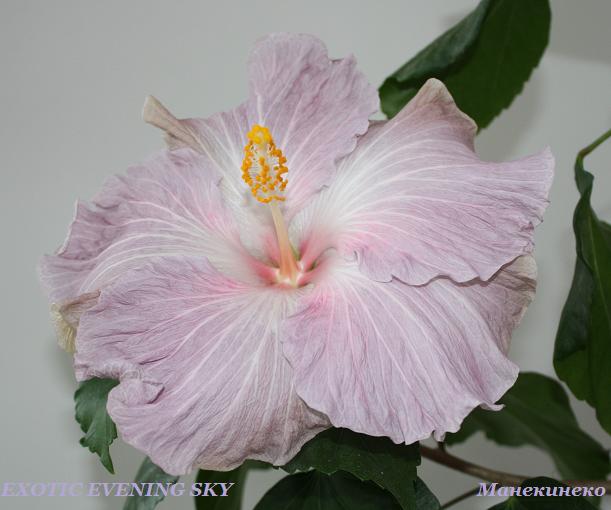 EXOTIC EVENING SKY.jpg