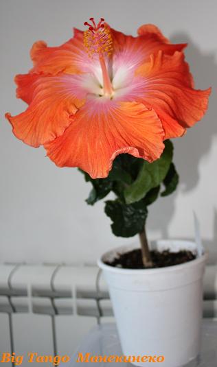 Big Tango соотношение размеров.jpg