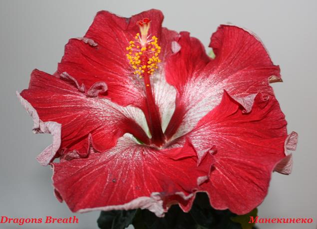 Dragons Breath     6.1109.jpg