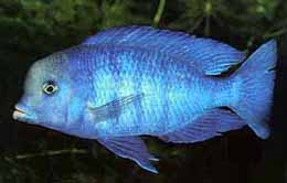 Cyrtocara moorii.jpg