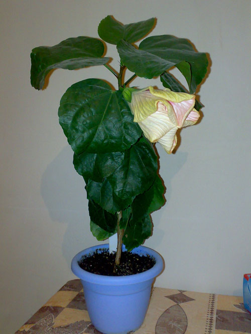 Вот такой у на был бутошка!