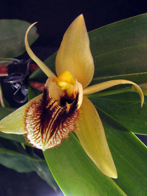 coelogin flaccida2-1.jpg