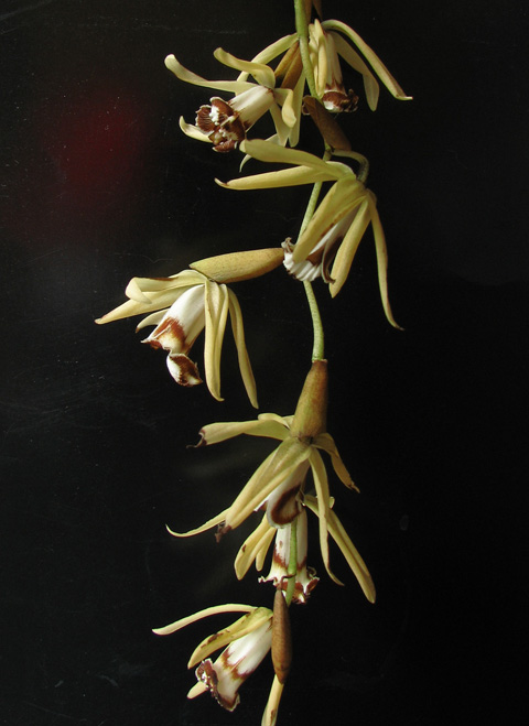 coelogyne dyana1.jpg