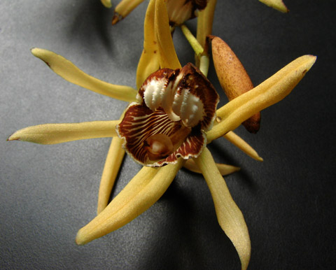 coelogyne dayana2-1.jpg
