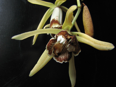coelogyne dayana1-1.jpg