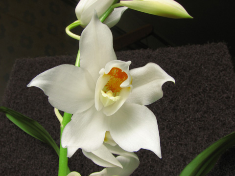 Coelogyne mooreana1-1.jpg