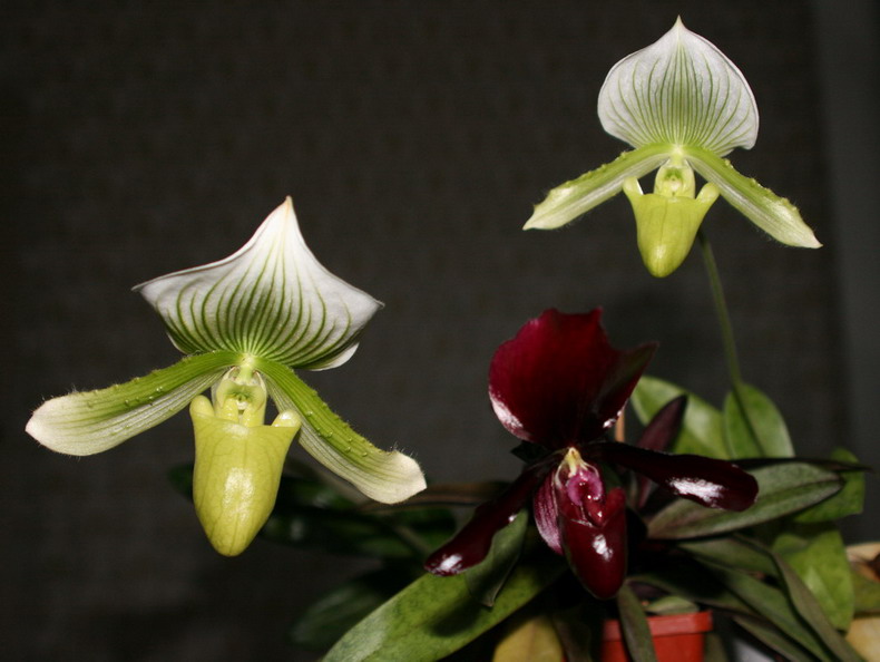 Copy of IMG_6717.jpg