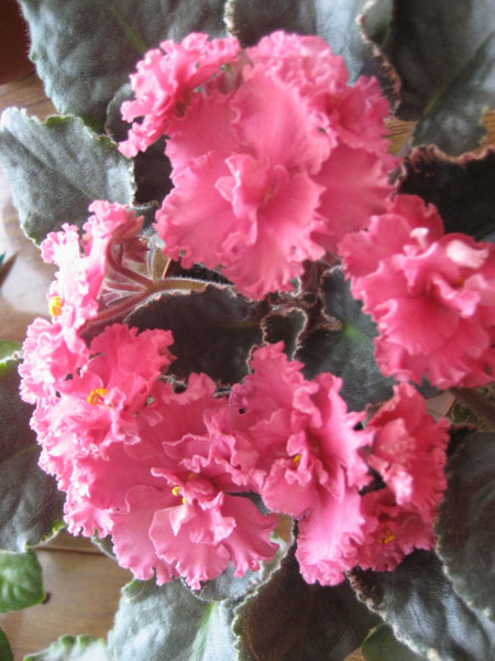 .Ness'  Orange  Pekoe.jpg