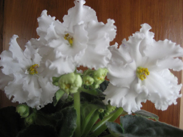 Первое цветение,нет синих бликов.