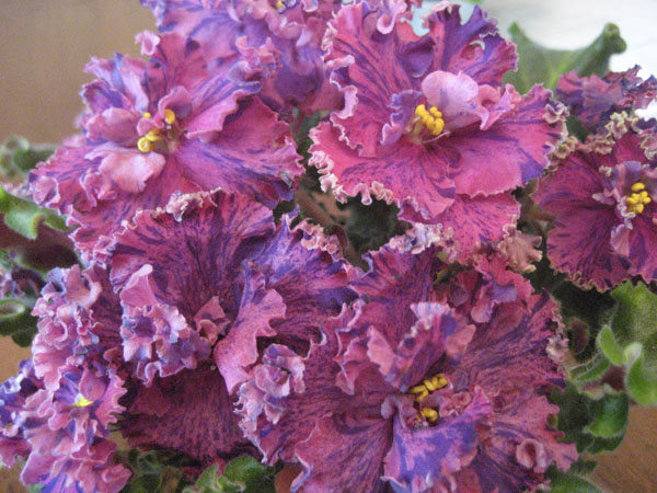 Suncoast Fantasy Love