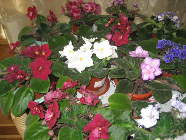 Мои любимые -  Arapahoe