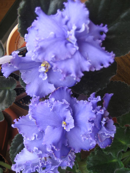 .ЕК - Афродита.jpg