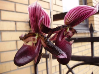 Paph2.jpg