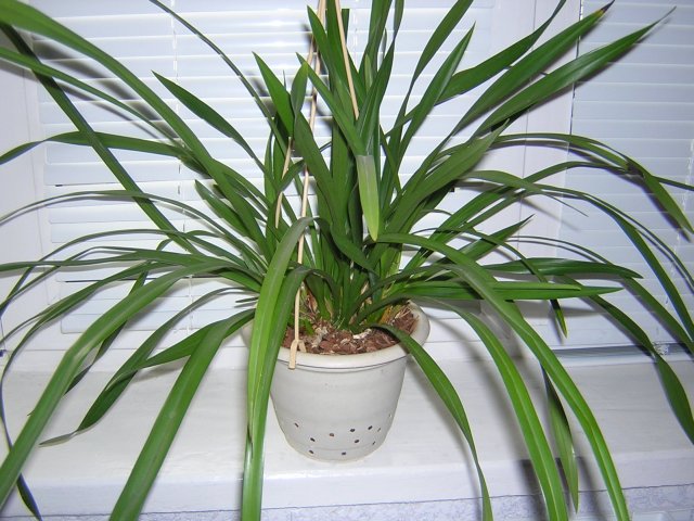 После трескания вазона пришлось переваливать