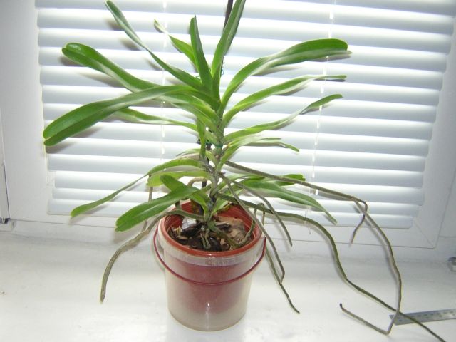 Вроде ванда