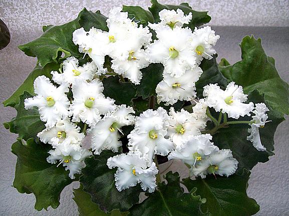 -Белые наливы.JPG