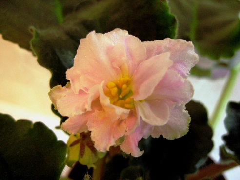 ЛЕ-САШЕНЬКА