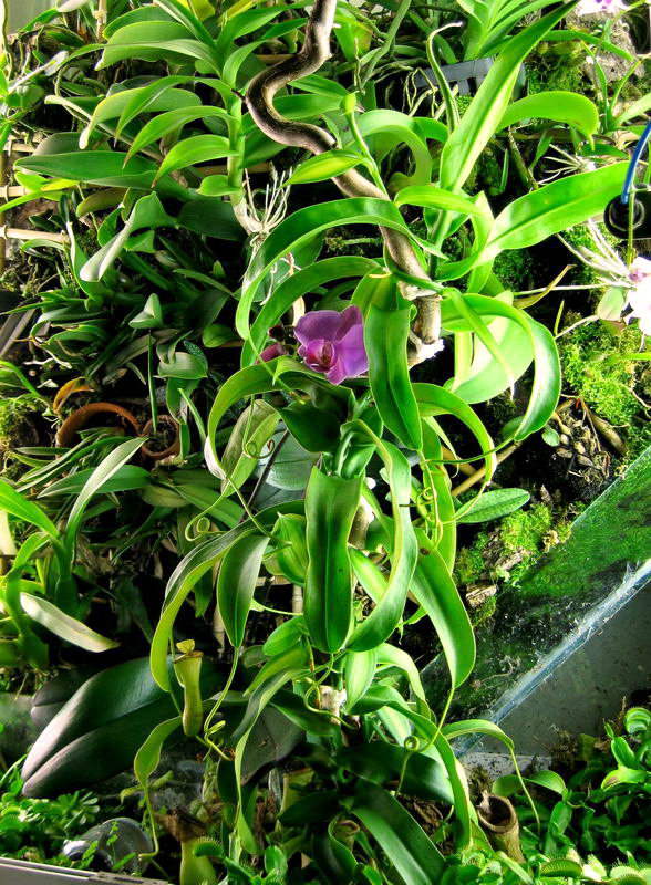 постепенно оплетается колонна коряги, подвязываю непентес, а ваниль хорошо закручивается пока молодой побег