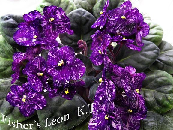 Fisher’s Leon bol.JPG