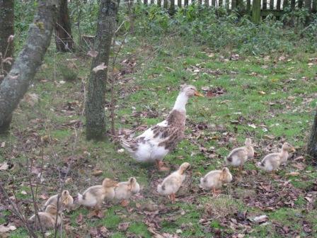 Ось такі гарнюні... )