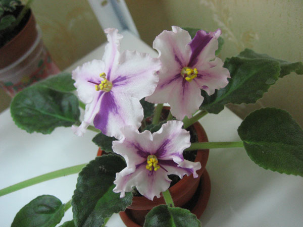 ЕК - Танцующая Звезда