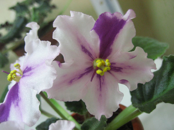 ЕК -Танцующая Звезда