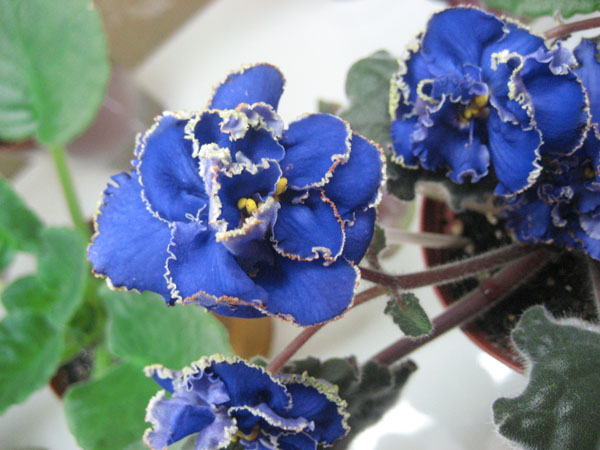 ЛЕ - Солнечное Затмение